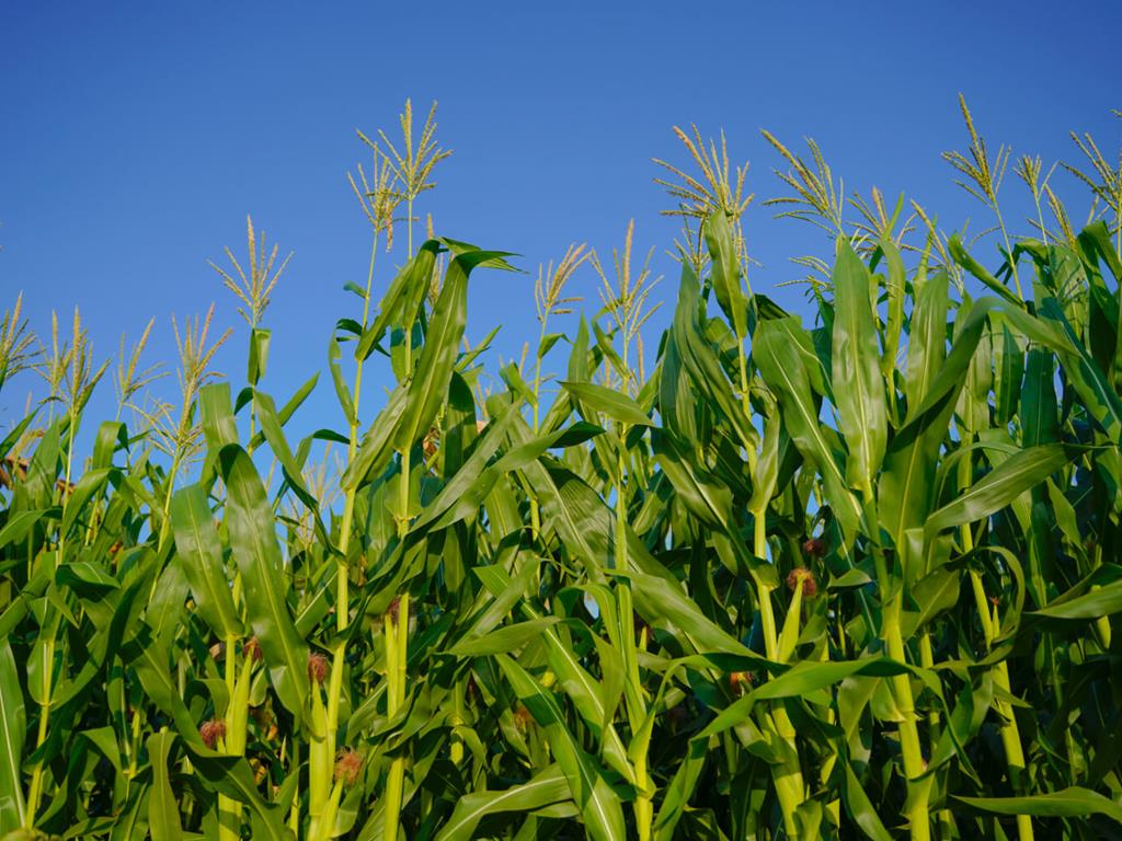 Labirynt w polu kukurydzy