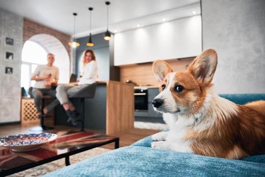 apartamenty-z-psem-we-wladyslawowie