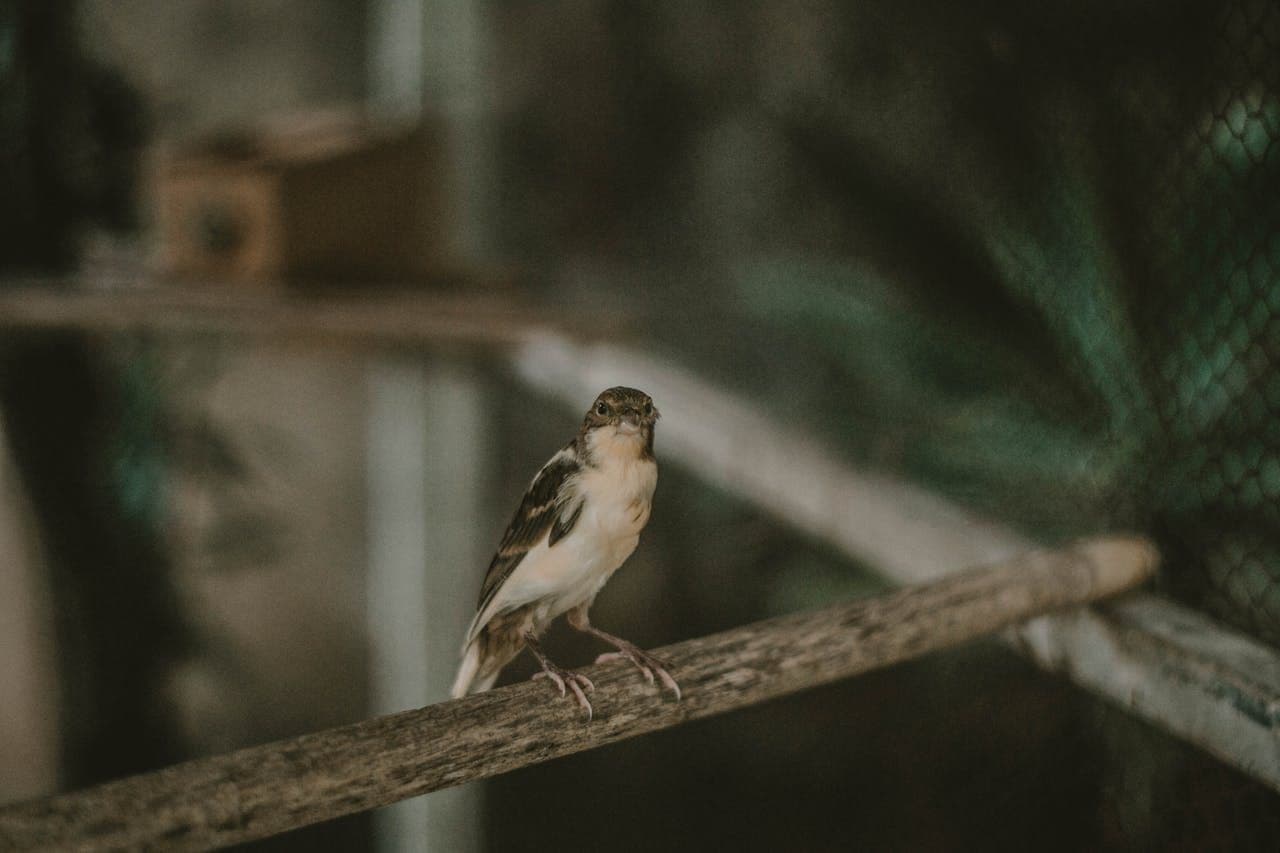 Ptaszarnia Władysławowo - niezwykła atrakcja dla całej rodziny